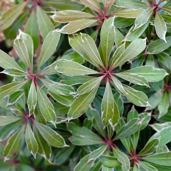 Pieris japonica 'Carnaval' 6L