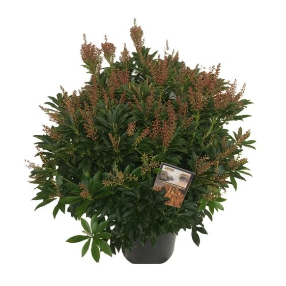 Pieris japonica 'Cupido' - image 3