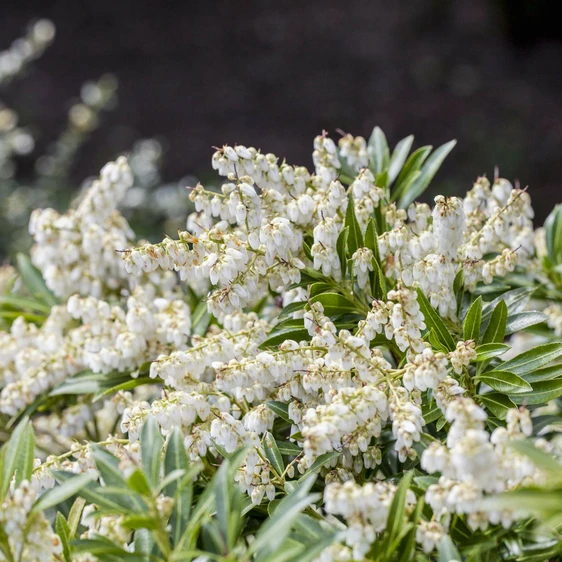Pieris japonica 'Cupido' - image 2