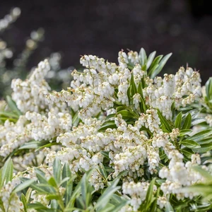 Pieris japonica 'Cupido' - image 2