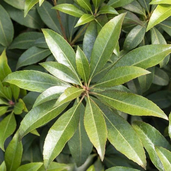Pieris japonica 'Cupido' - image 1