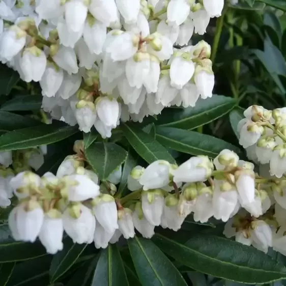 Pieris japonica 'Debutante' 6L - image 1