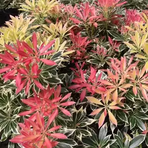 Pieris japonica 'Flaming Silver' 20L