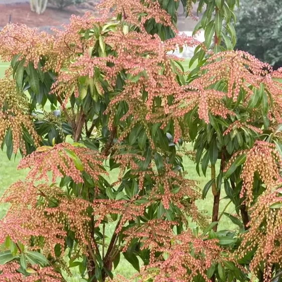 Pieris japonica 'Forest Flame' 2L - image 4