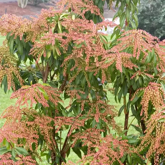 Pieris japonica 'Forest Flame' 6L - image 4