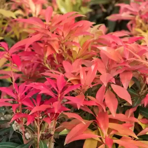 Pieris japonica 'Forest Flame' 2L - image 1