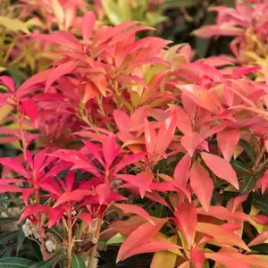 Pieris japonica 'Forest Flame' 6L - image 1