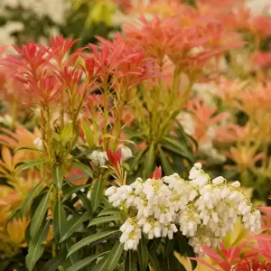 Pieris japonica 'Forest Flame' 2L - image 2