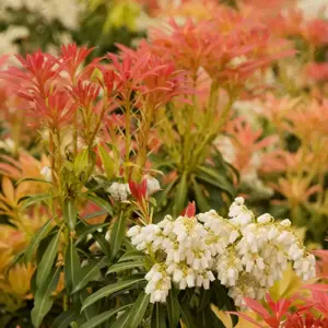 Pieris japonica 'Forest Flame' 6L - image 2