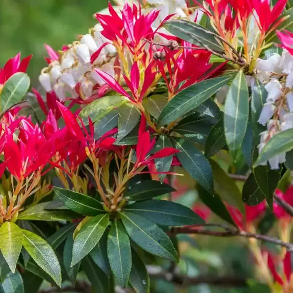 Pieris japonica 'Forest Flame' 6L - image 3