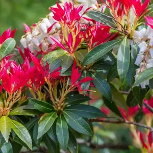 Pieris japonica 'Forest Flame' 6L - image 3