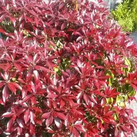 Pieris japonica 'Katsura' 2L - image 2