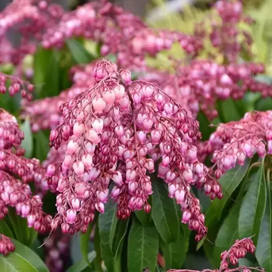 Pieris japonica 'Katsura' 2L - image 1