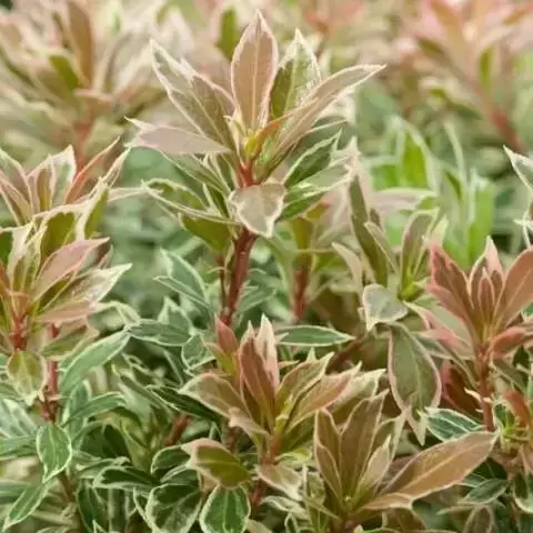 Pieris japonica 'Little Frosty' 2L - image 2