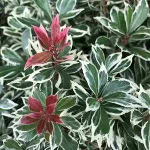 Pieris japonica 'Little Frosty' 6L - image 1