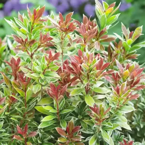 Pieris japonica 'Little Goldy' 6L - image 1