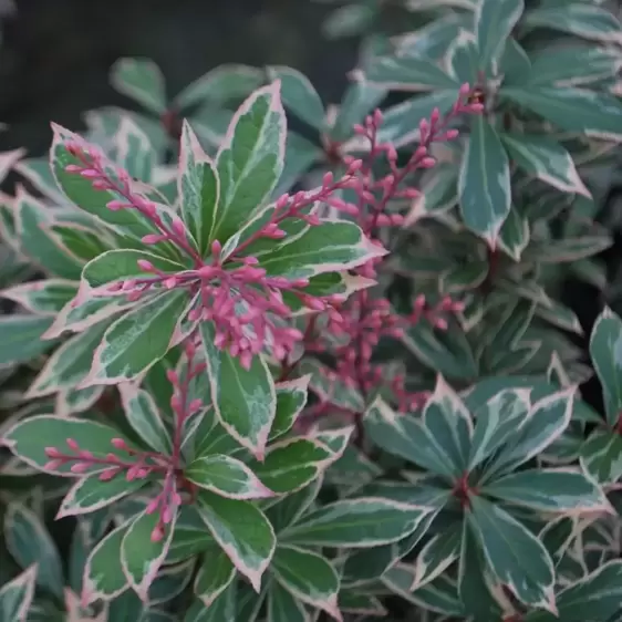 Pieris japonica 'Little Heath' 2.3L - image 1