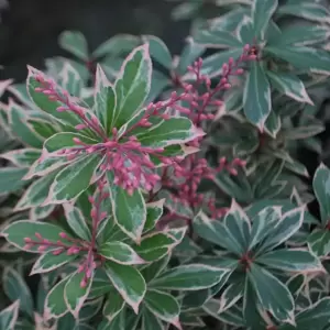 Pieris japonica 'Little Heath' 5L - image 2