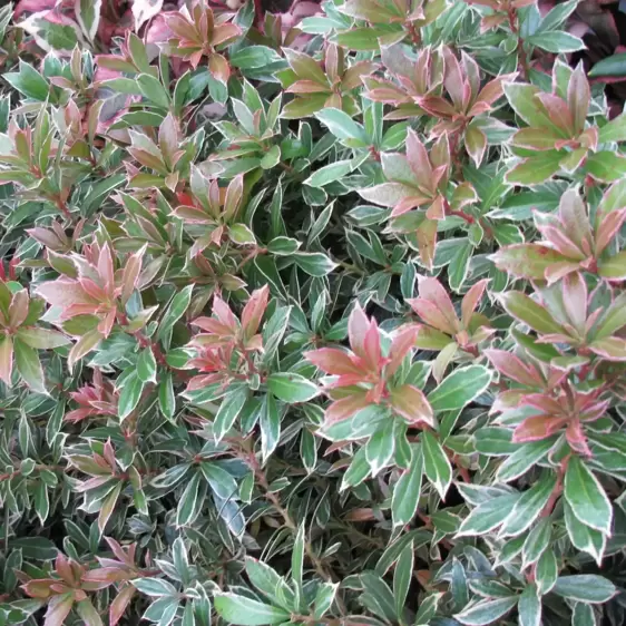 Pieris japonica 'Little Heath' 2.3L - image 2