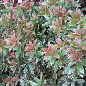 Pieris japonica 'Little Heath' 2.3L - image 2