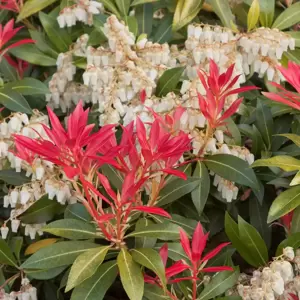 Pieris japonica 'Mountain Fire' 10L - image 1