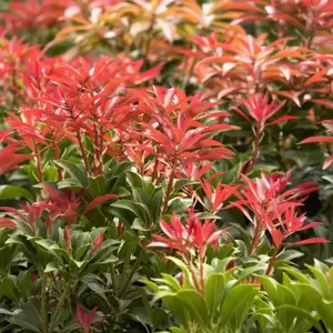 Pieris japonica 'Mountain Fire' 10L - image 2
