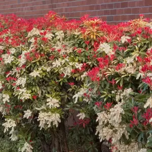 Pieris japonica 'Mountain Fire' 10L - image 3