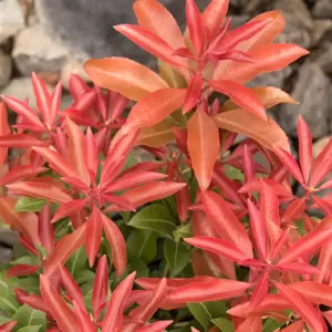 Pieris japonica 'Mountain Fire' 10L - image 4