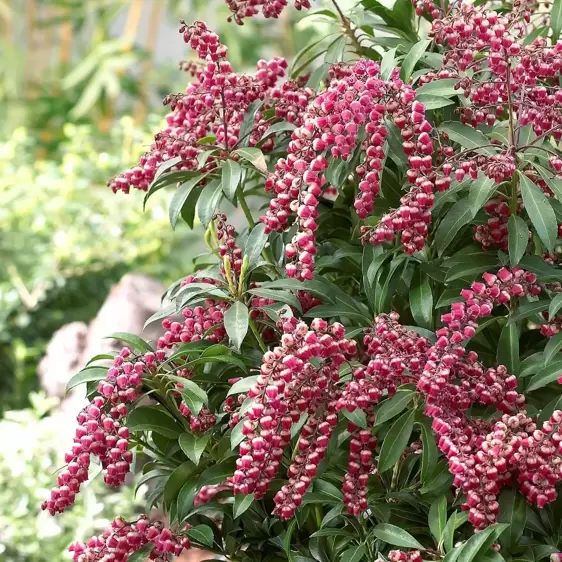 Pieris japonica 'Passion' 6L - image 2