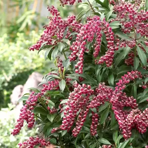 Pieris japonica 'Passion' 2L - image 2