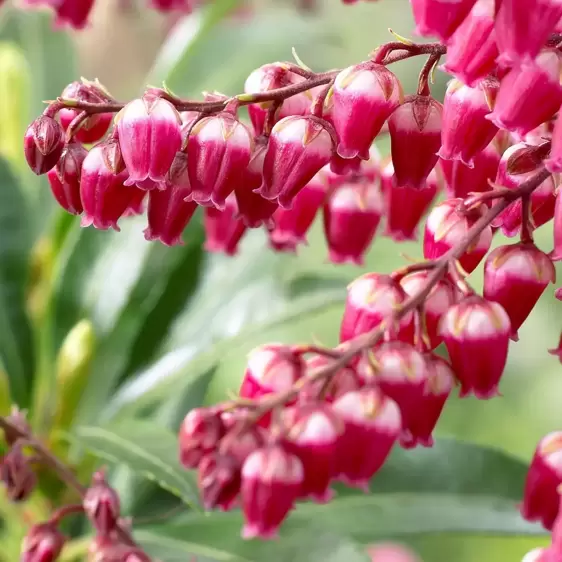 Pieris japonica 'Passion' 6L - image 1