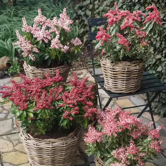 Pieris japonica 'Passion' 6L - image 3