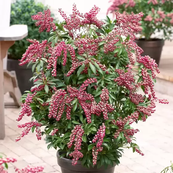 Pieris japonica 'Passion' 6L - image 4