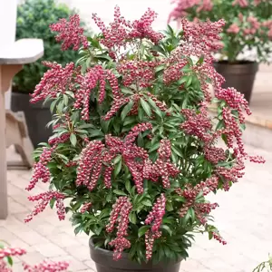 Pieris japonica 'Passion' 2L - image 4