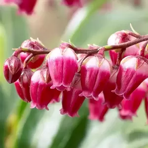 Pieris japonica 'Passion' 2L - image 5