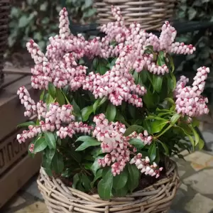 Pieris japonica 'Pink Passion' - image 2