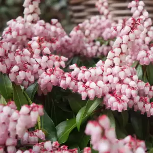 Pieris japonica 'Pink Passion' - image 1