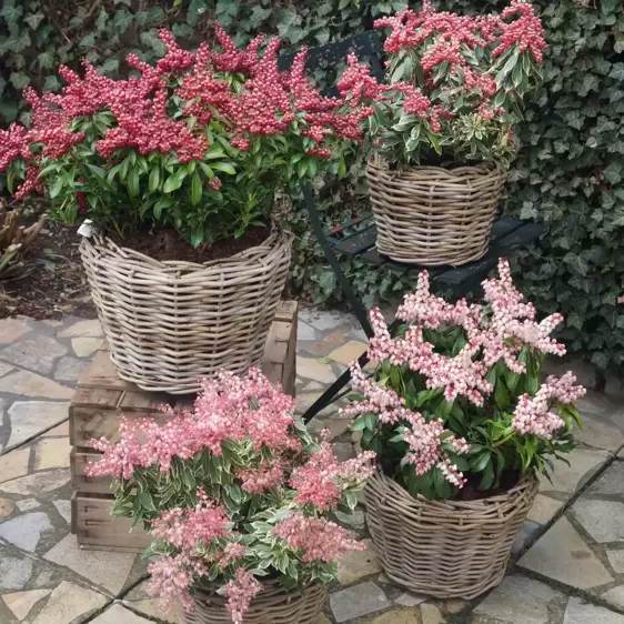 Pieris japonica 'Pink Passion' - image 3