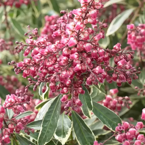 Pieris japonica 'Polar Passion' 6L - image 3