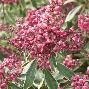 Pieris japonica 'Polar Passion' 10L - image 3