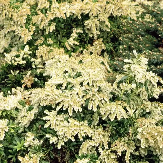 Pieris japonica 'Prelude' 6L - image 2