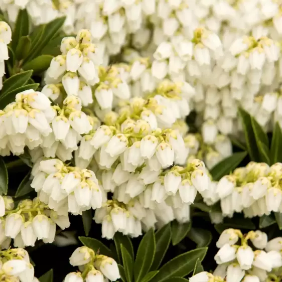 Pieris japonica 'Prelude' 6L - image 1