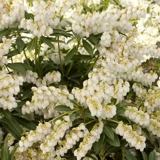 Pieris japonica 'Purity' 2L - image 1