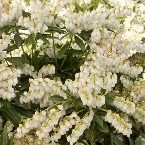 Pieris japonica 'Purity' 2.3L - image 1