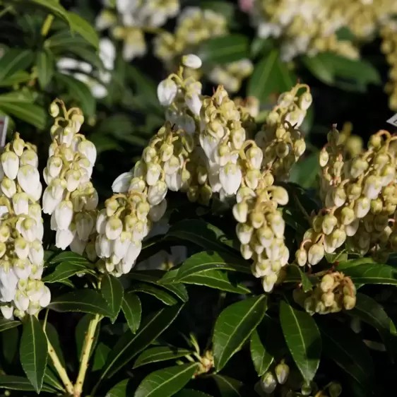 Pieris japonica 'Purity' 10L - image 2