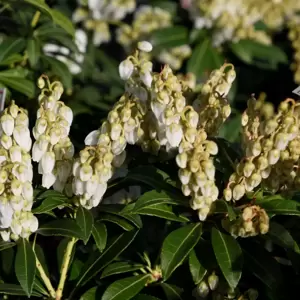 Pieris japonica 'Purity' 2L - image 2