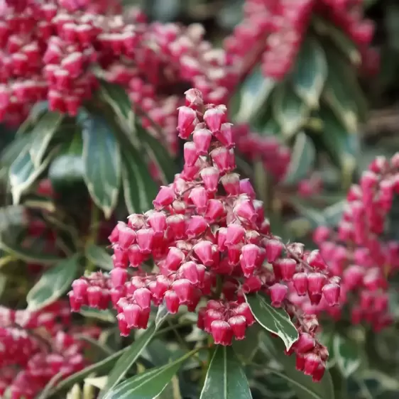 Pieris japonica 'Ralto' ℗ - image 2