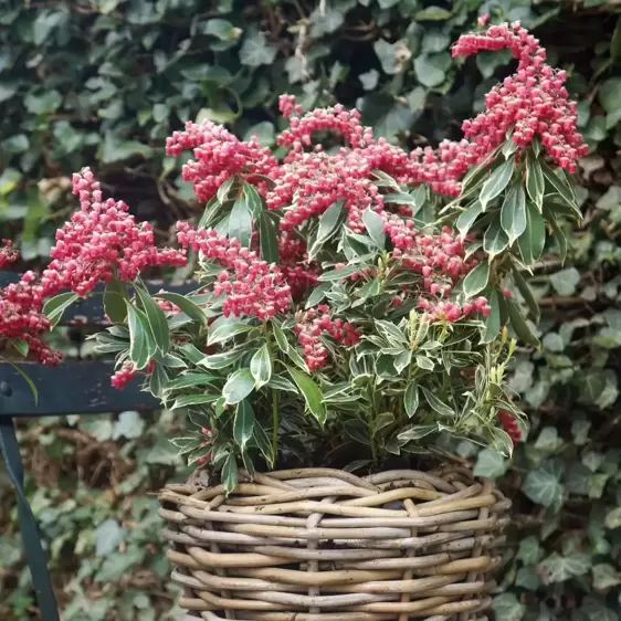 Pieris japonica 'Ralto' ℗ - image 4