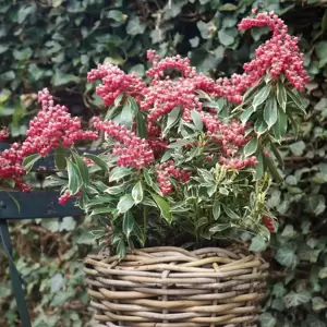 Pieris japonica 'Ralto' ℗ - image 4