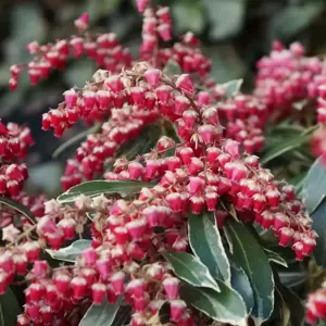 Pieris japonica 'Ralto' ℗ - image 1